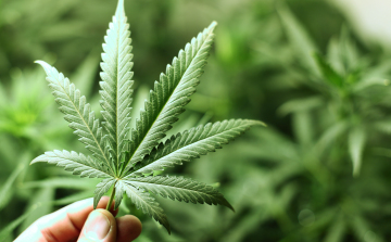 Lengyelországban legalizálnák az orvosi marihuánát